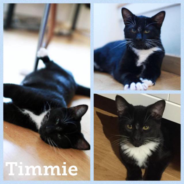 timmie1217