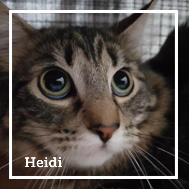 Heidi0218.jpg