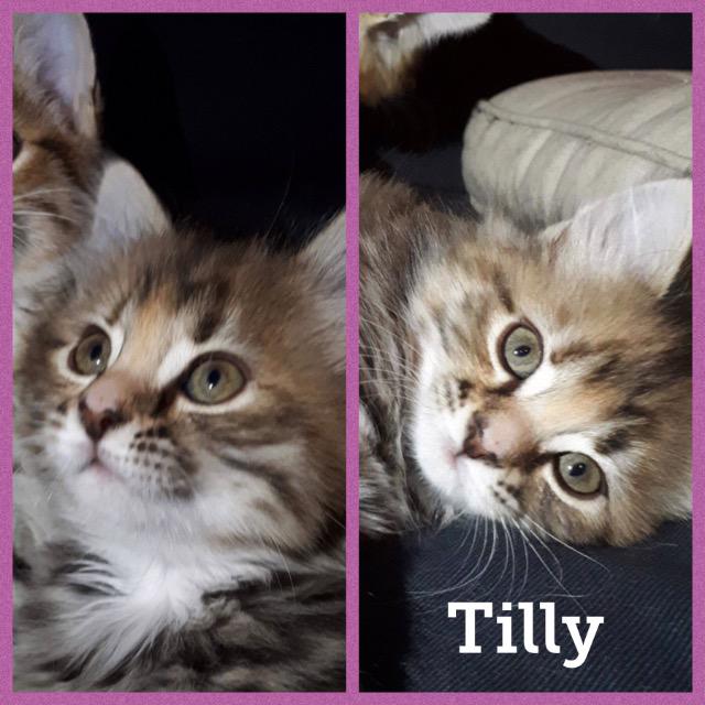 Tilly0118.jpg