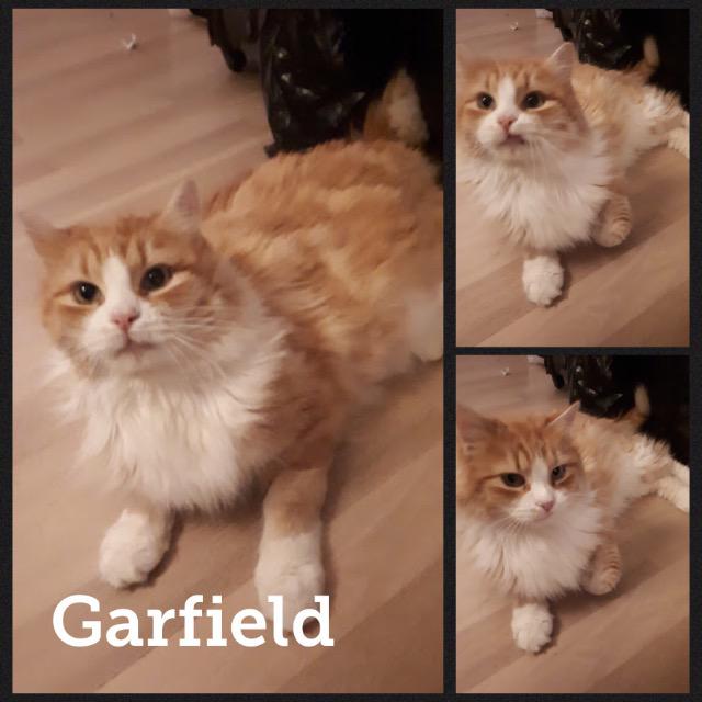 Garfield0118.jpg
