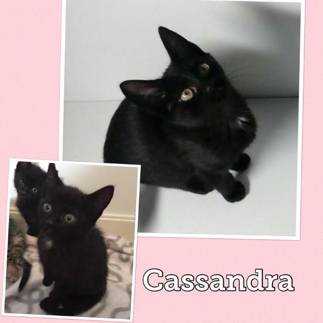 Cassandra0918.jpg