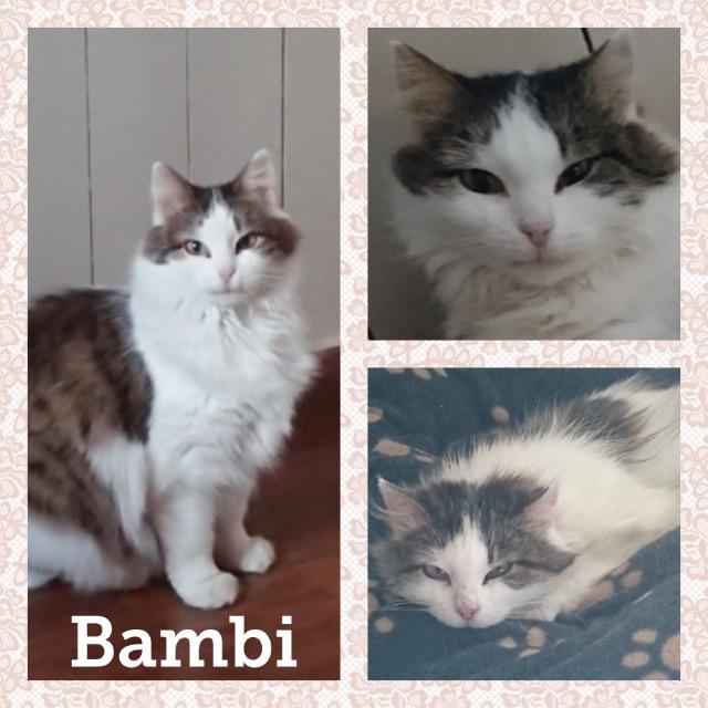 Bambi0218.jpg