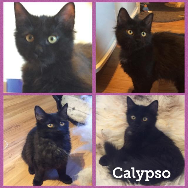 Calypso0118.jpg