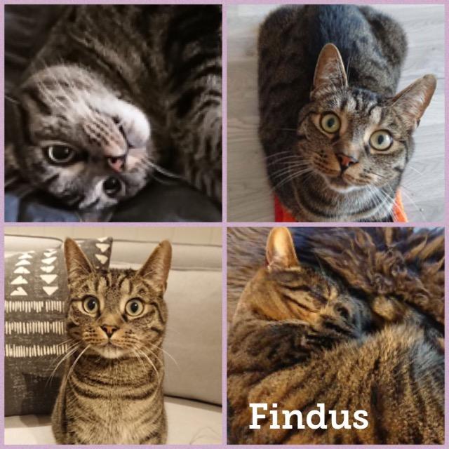 Findus0218.jpg