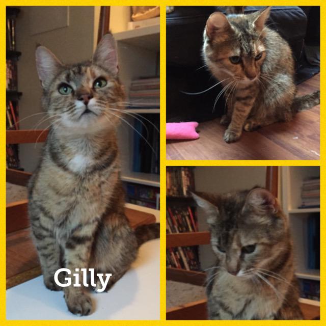 Gilly0218.jpg