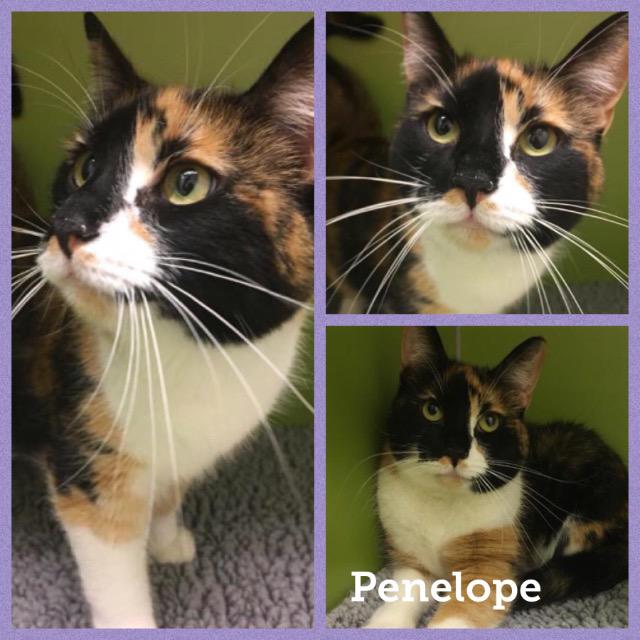 Penelope0118.jpg