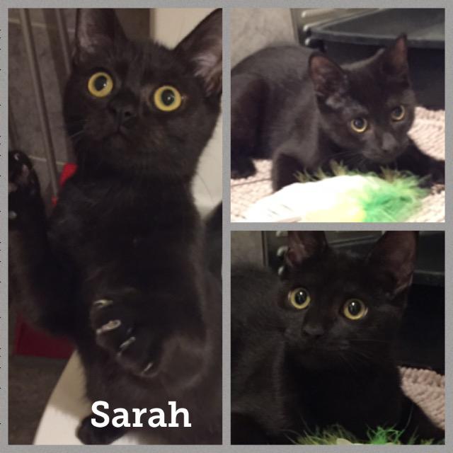 Sarah0118.jpg