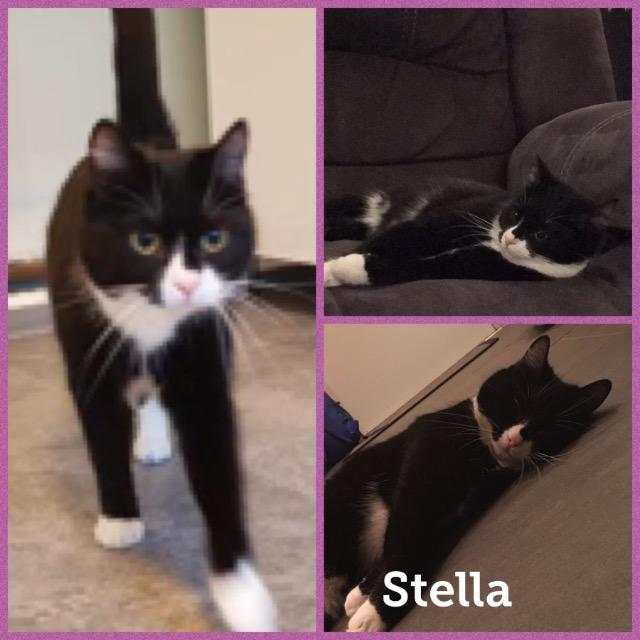 Stella0218.jpg