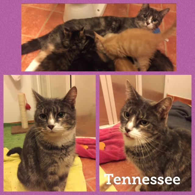 Tennessee0118.jpg