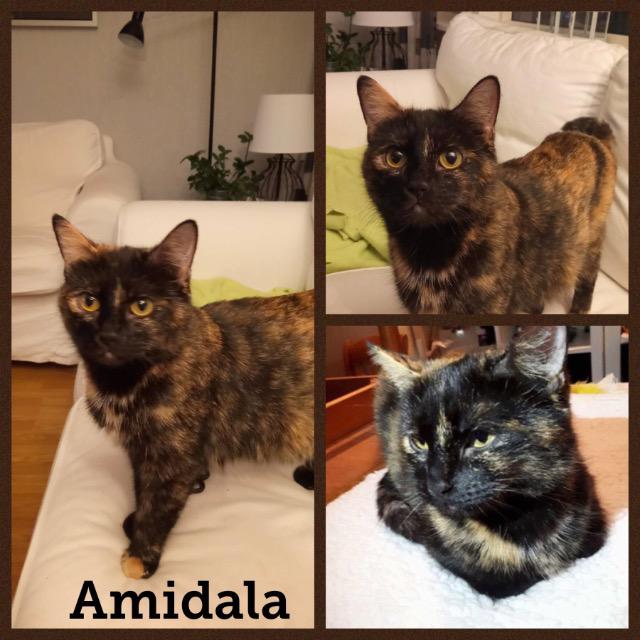 Amidala0118.jpg