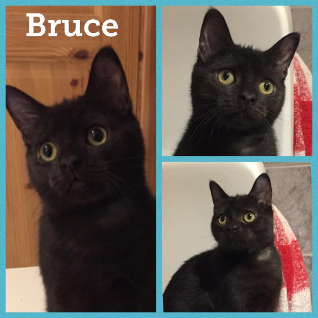 Bruce0118.jpg