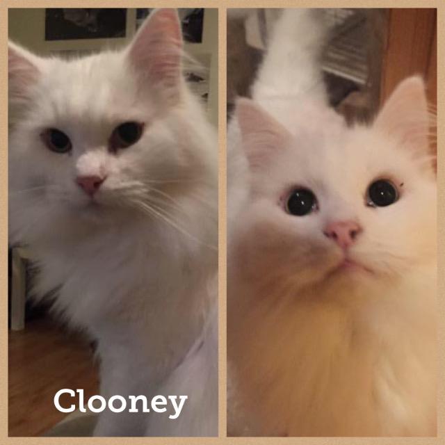 Clooney0118.jpg