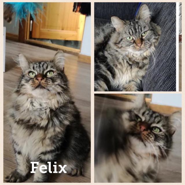 Felix0917.jpg