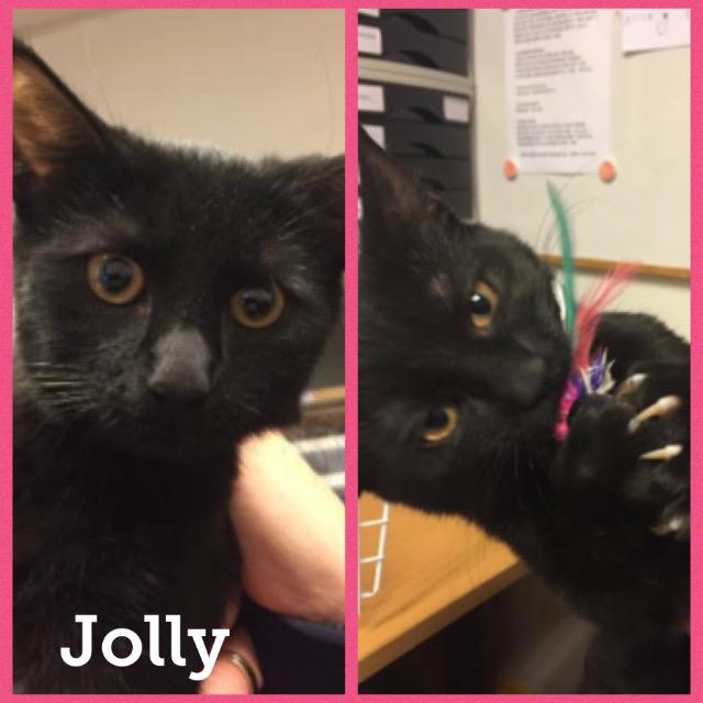 Jolly0118.jpg