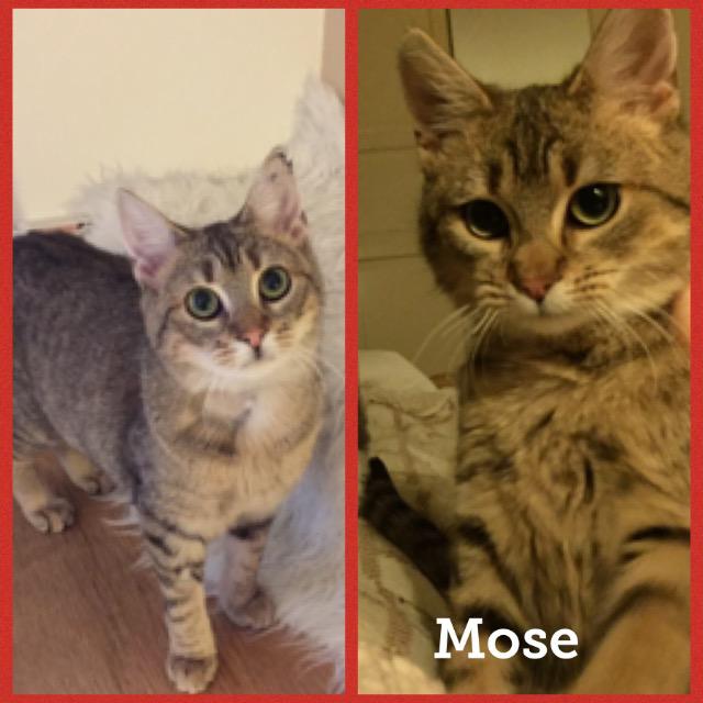 Mose0118.jpg