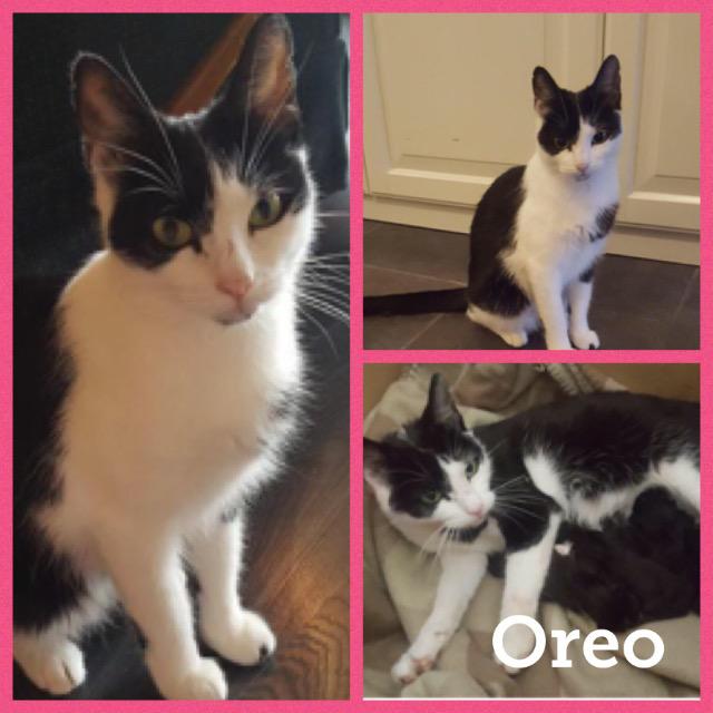 Oreo1017.jpg