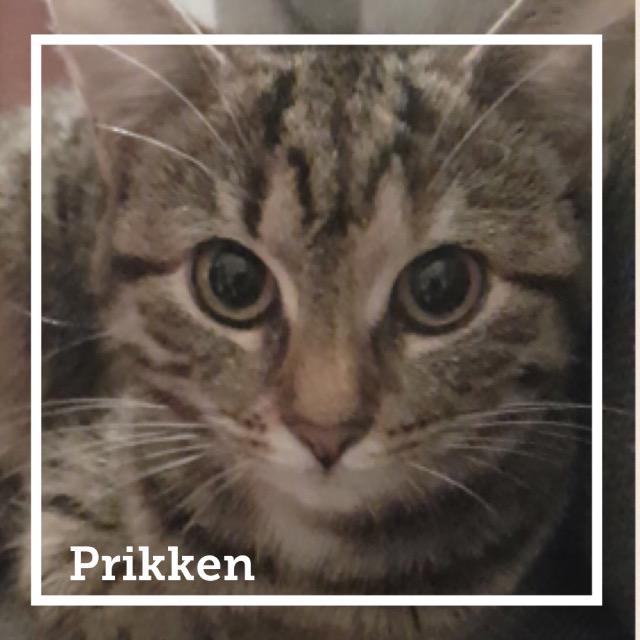 Prikken0118.jpg