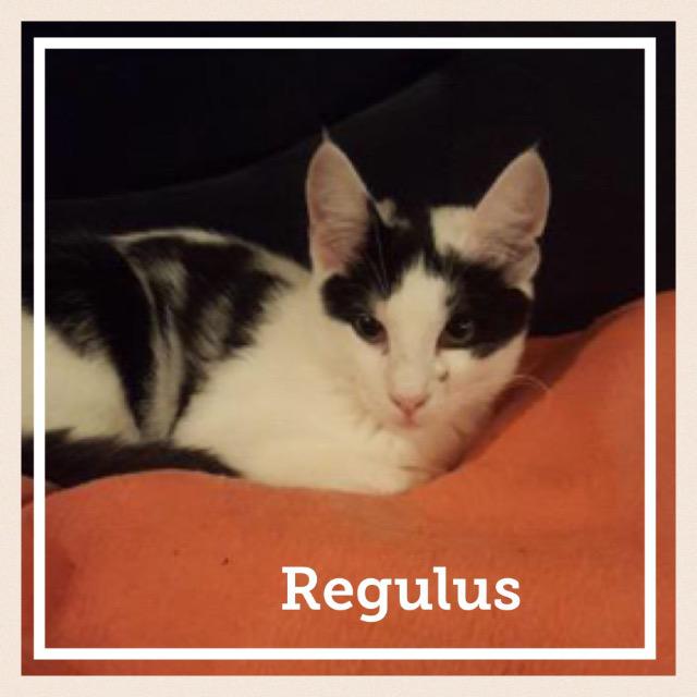Regulus0118.jpg