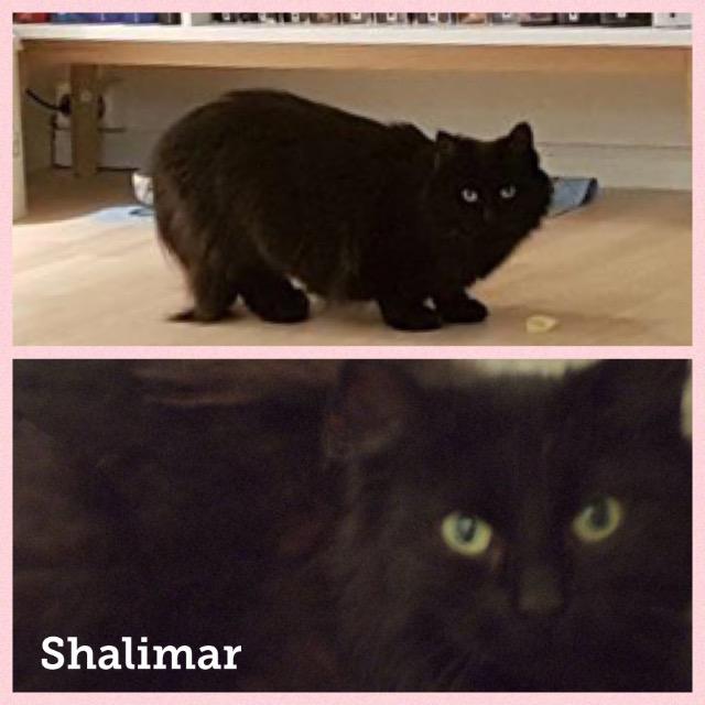 Shalimar0118.jpg