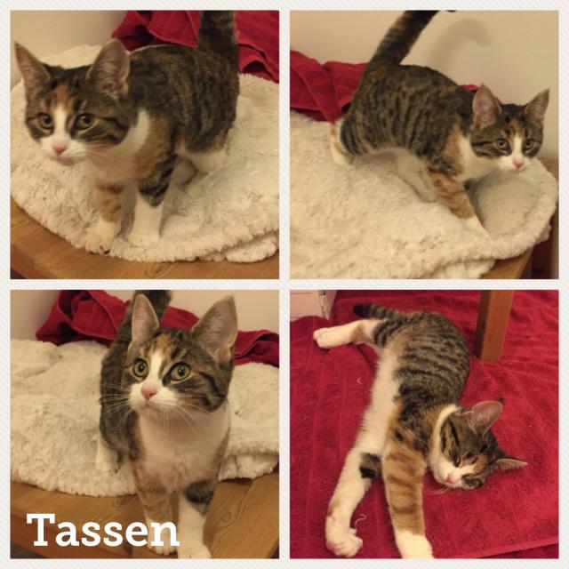 Tassen0118.jpg