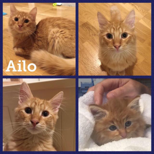 ailo1117.jpg