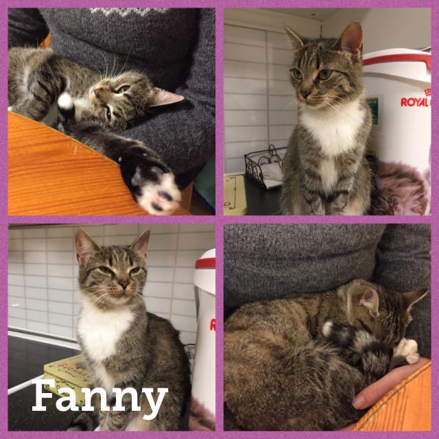 fanny1217.jpg