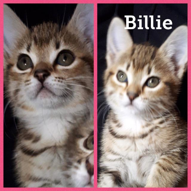Billie0118.jpg