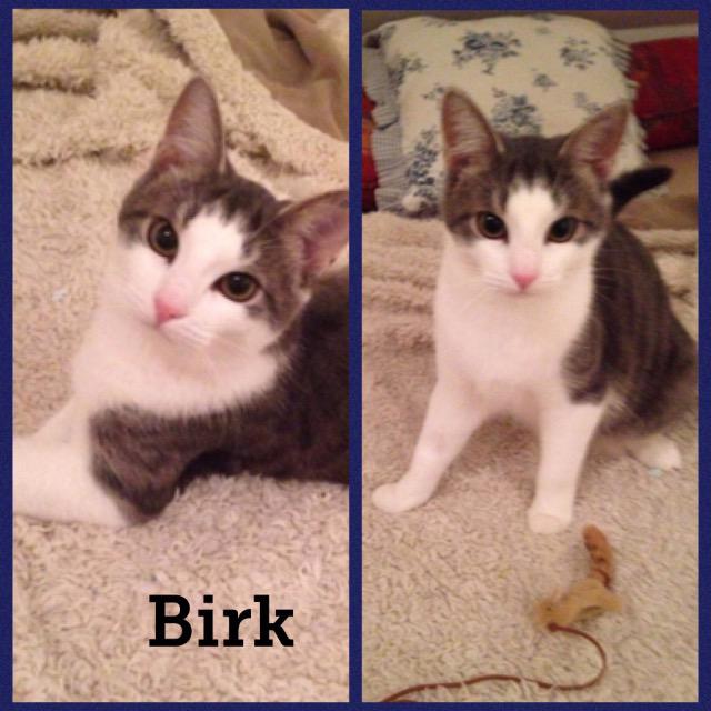 Birk0118.jpg