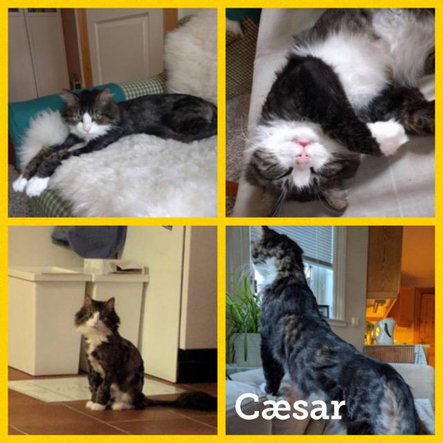 Caesar0917.jpg