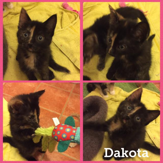 Dakota0118.jpg