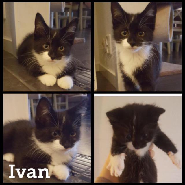 Ivan1017.jpg