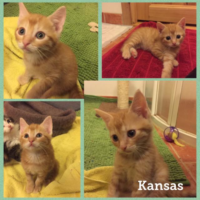 Kansas0118.jpg