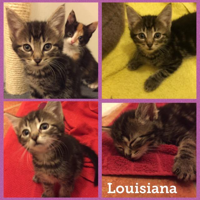 Louisiana0118.jpg