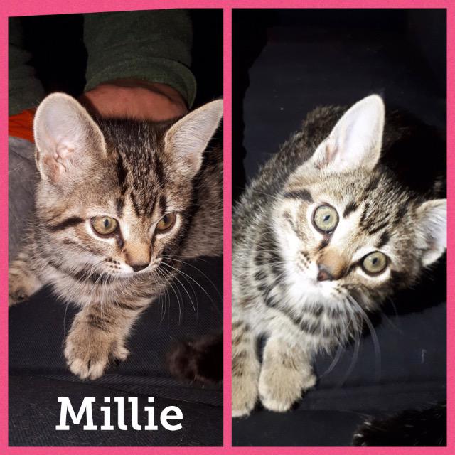 Millie0118.jpg