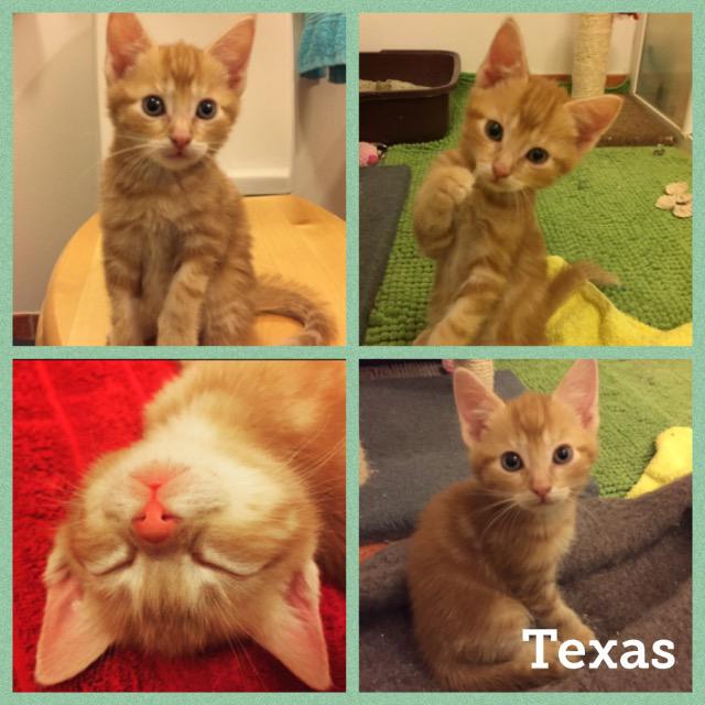 Texas0118.jpg