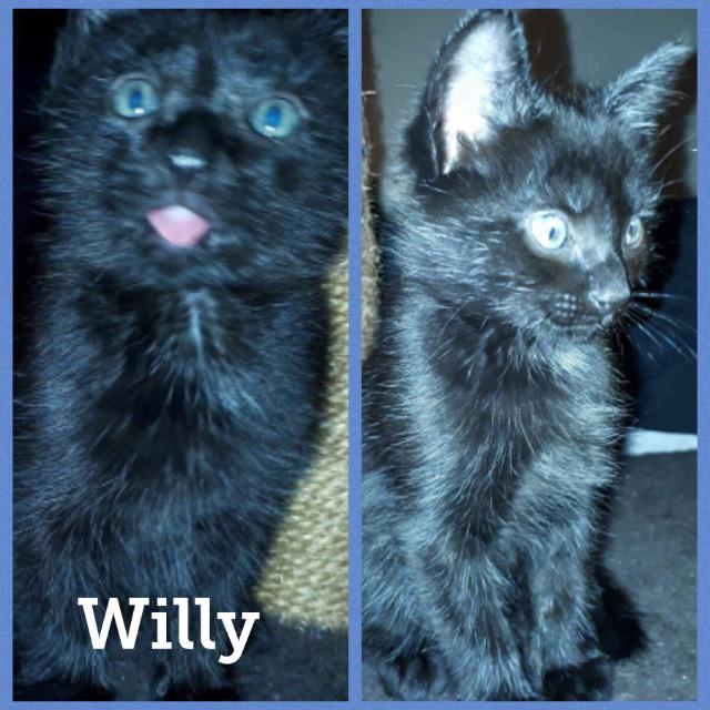 Willy0118.jpg