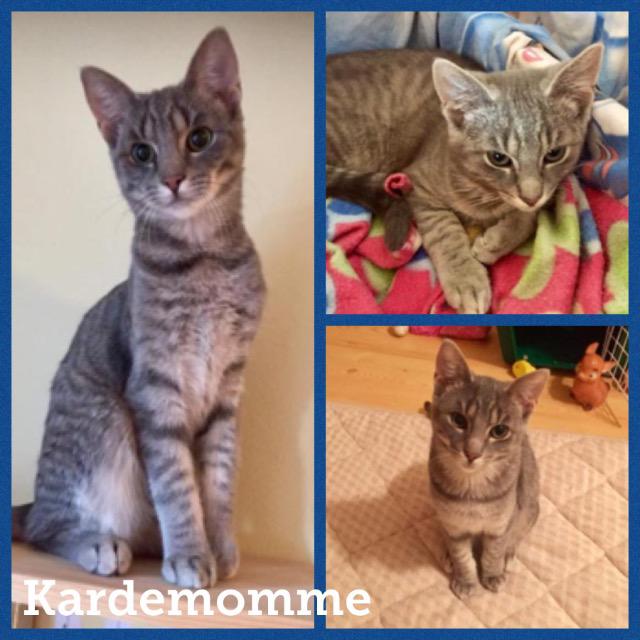 kardemomme1217.jpg