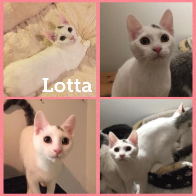 lotta1217.jpg