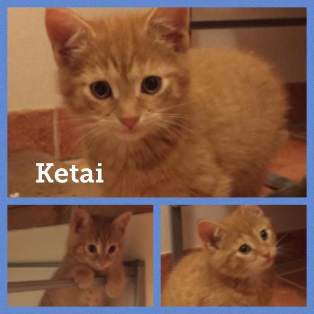 ketai1217.jpg