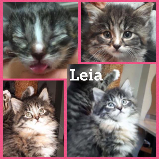 leia1217.jpg