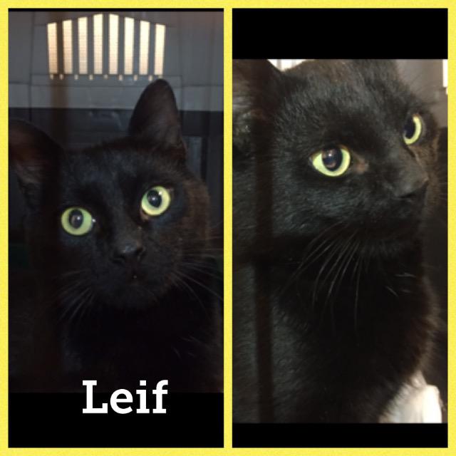leif1117.jpg