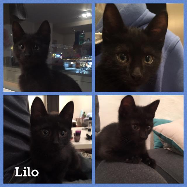 lilo1217.jpg
