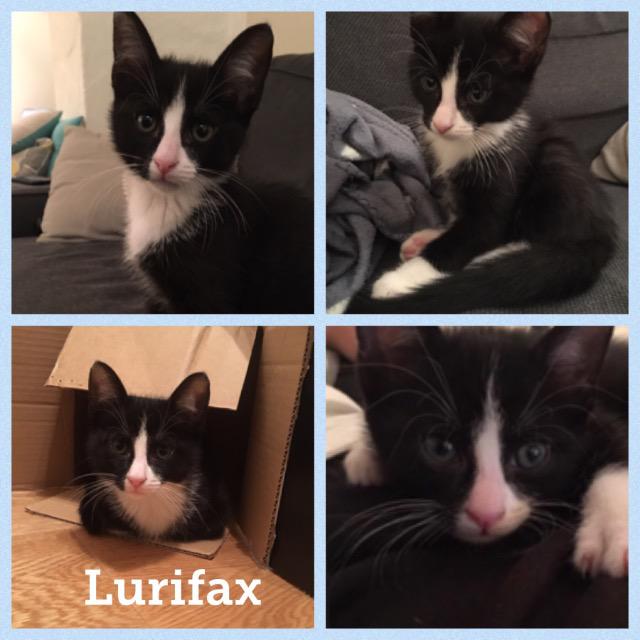 lurifax1217.jpg