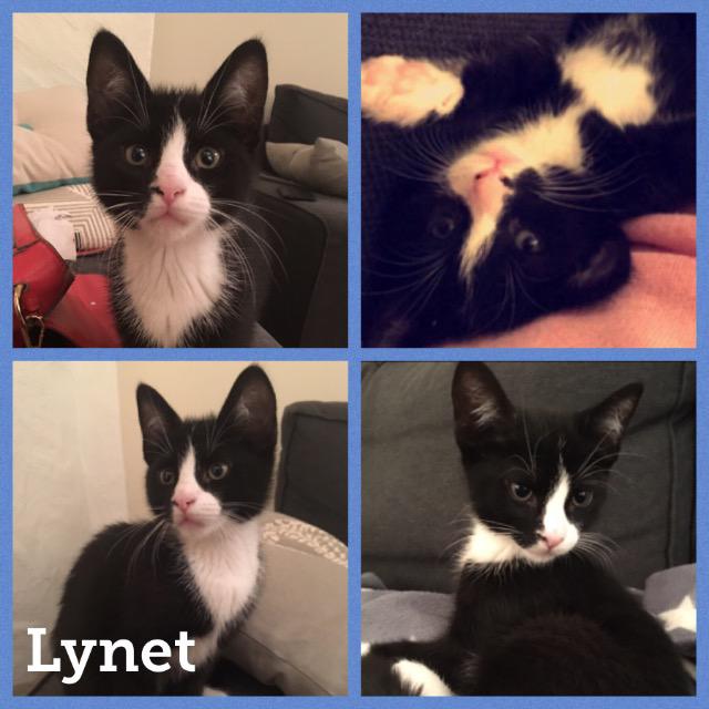 lynet1217.jpg