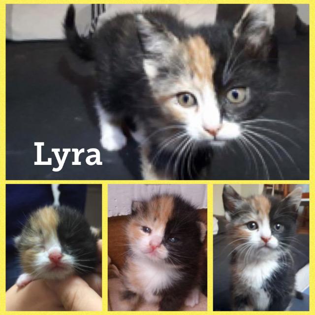 lyra1217.jpg