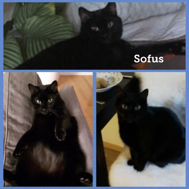 sofus1217.jpg