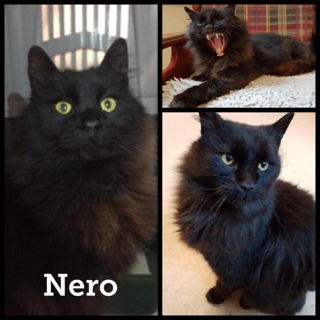 Nero0418.jpg