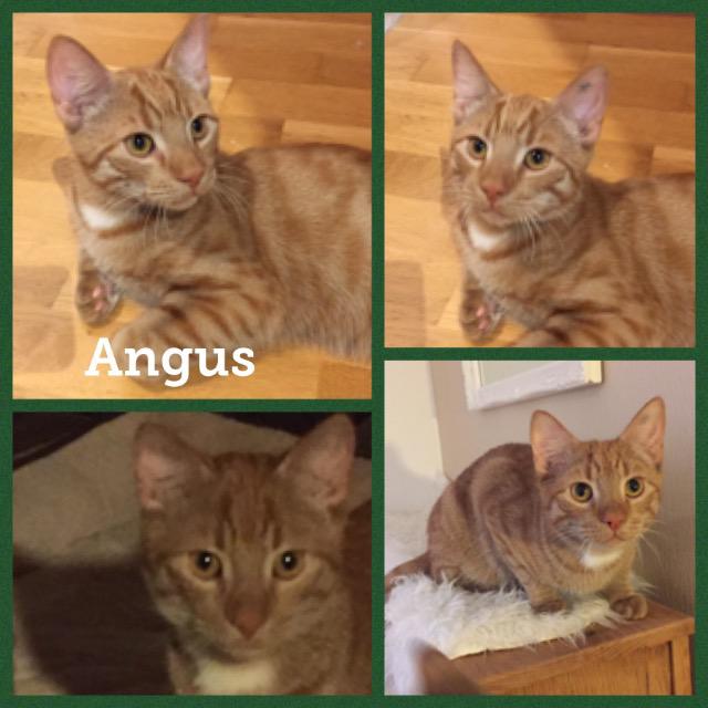 Angus0718.jpg