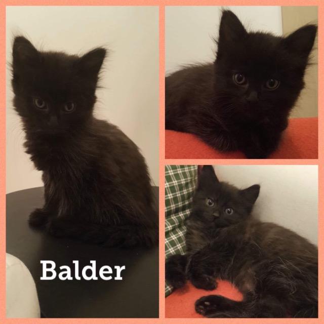 Balder0718.jpg