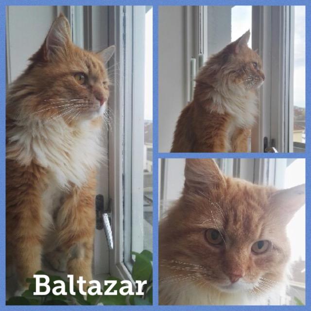 Baltazar1118.jpg